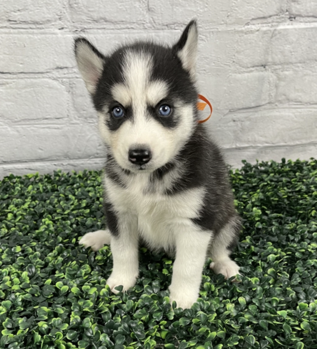 comprar cachorros sanos, baratos y asequibles para la venta